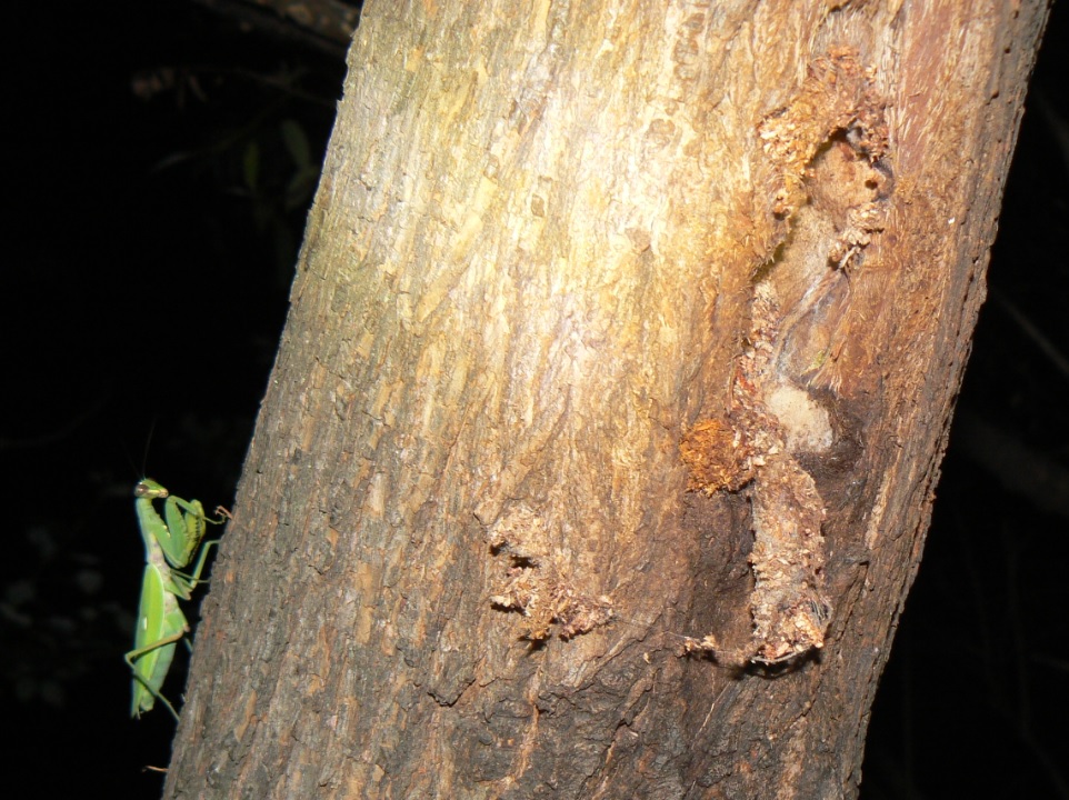 ヤナギ林の1本のヤナギ_樹洞に潜むハンター ハラビロカマキリ_200821